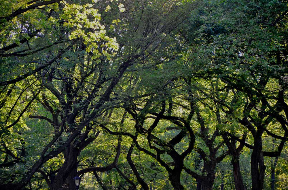 CPtreetops